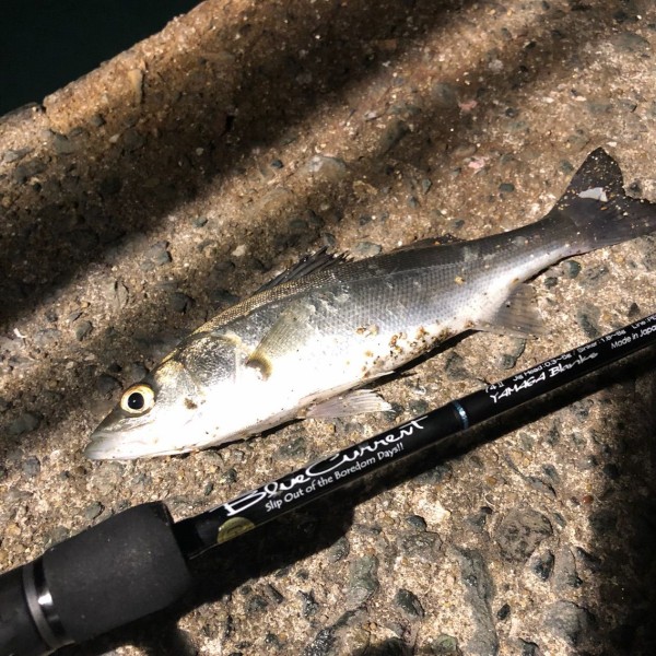 冬のセイゴングは面白い シーバス ライトゲームな日々