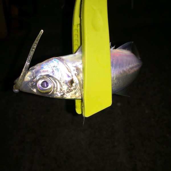 プレフラはアジングへ シーバス ライトゲームな日々