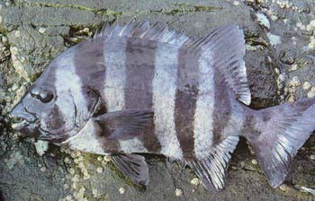 口白と本イシとどちらが好きですか 8 1 笑う門には 体感ショック