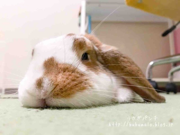 ぶぶマロ うさぎは学習能力が高く好奇心の塊で攻防戦が大変 うさぎパンチ