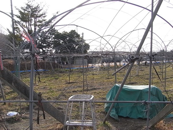 本ワイヤー留め 犬とぶどう園