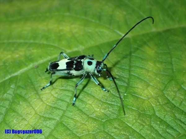 カミキリムシ類 虫をみるひと