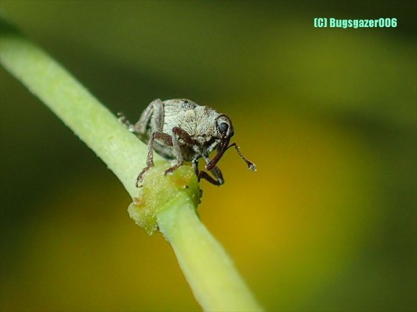 本日の昆虫他 4 虫をみるひと
