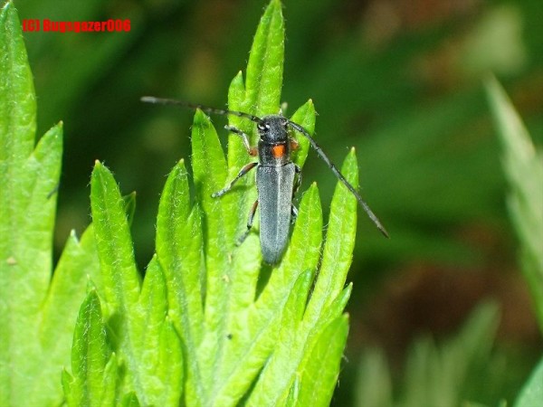 カミキリムシ類 虫をみるひと