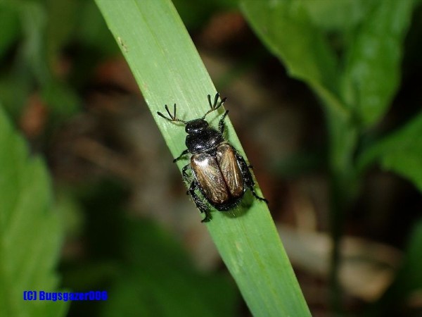 コガネムシ類 虫をみるひと