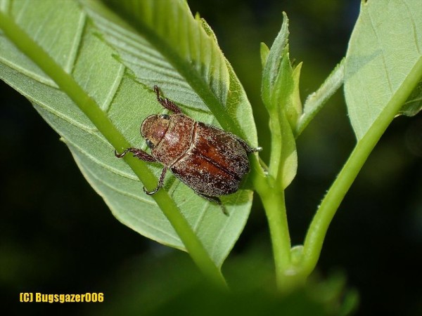 コガネムシ類 虫をみるひと