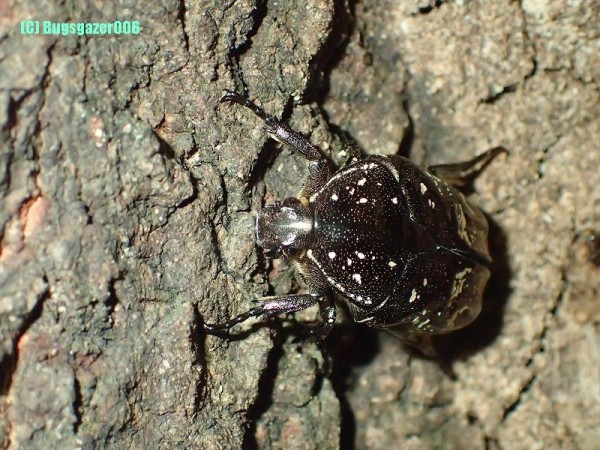 ハナムグリ類 虫をみるひと