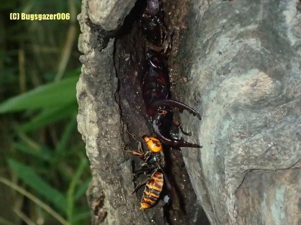 クワガタムシ類 虫をみるひと