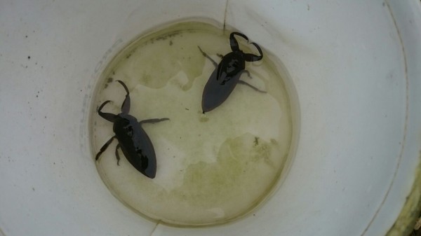 今年のタガメ 種親 探し クワガタ 水棲昆虫の飼育 Bug S House