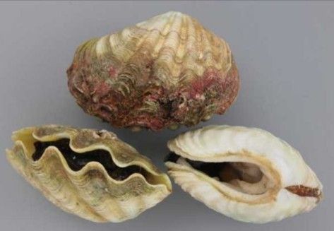 ヒメジャコ、硨磲貝 ヒメシャコガイ (ヒメジャコ) | 市場魚貝類図鑑