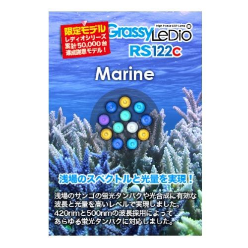 サンゴイソギンチャクが縮む原因と対策について 我が家の小さな水族館