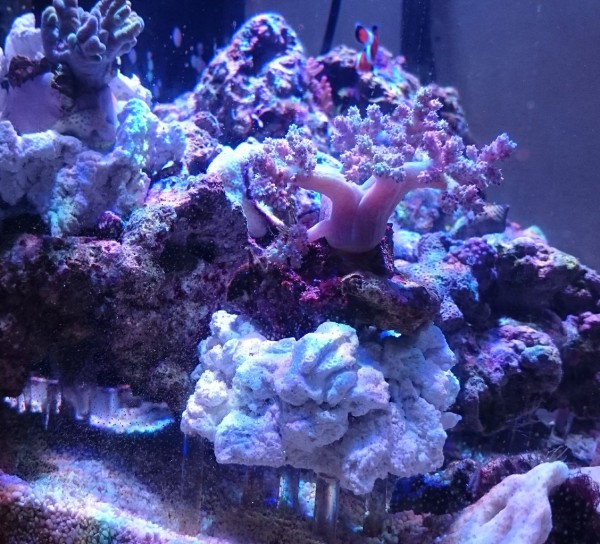 自作ライブロックレプリカ完成 : 我が家の小さな水族館