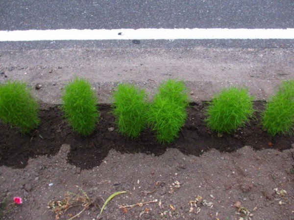 コキアの苗 ぶんちゃんの日記