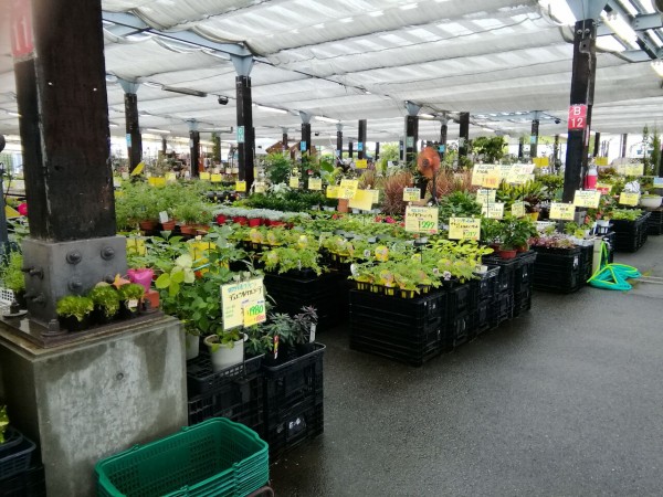 なばなの里の花市場 ぶんちゃんの日記