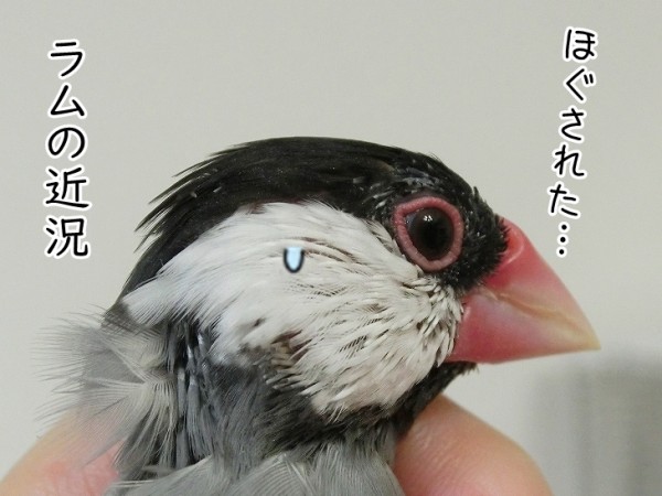 文鳥の毛 3羽の近況報告 : ブンチョ日誌 Powered by ライブドアブログ