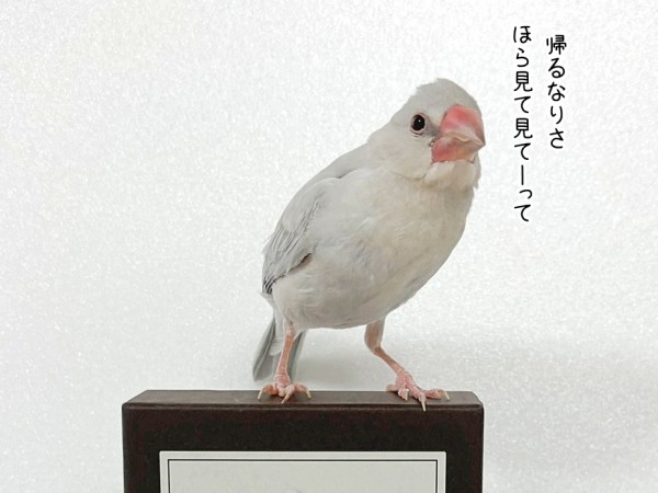 可愛くて買って来ました : ブンチョ日誌 Powered by ライブドアブログ