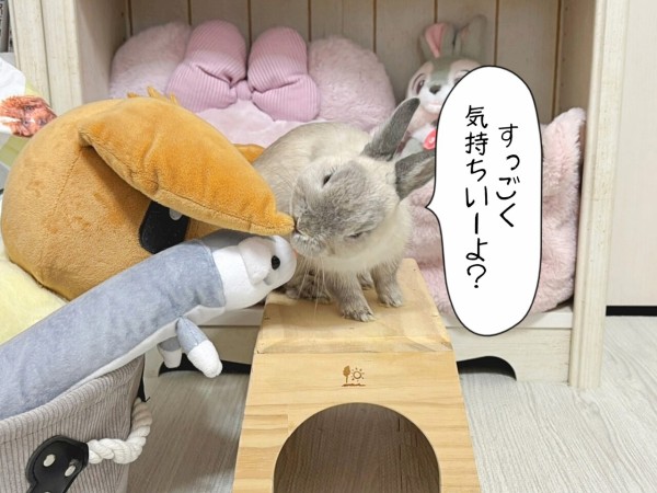 うさぎのルリ(12/18追記) : ブンチョ日誌 Powered by ライブドアブログ