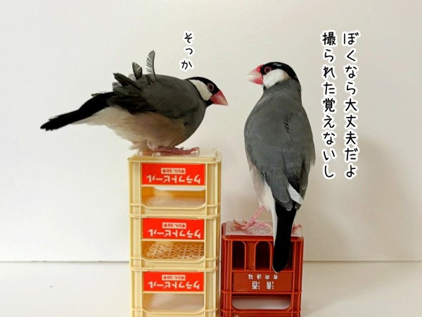 私と文鳥たちのチリ撮り攻防戦 : ブンチョ日誌 Powered by ライブドア