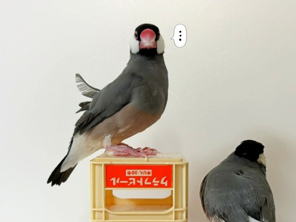 私と文鳥たちのチリ撮り攻防戦 : ブンチョ日誌 Powered by ライブドア