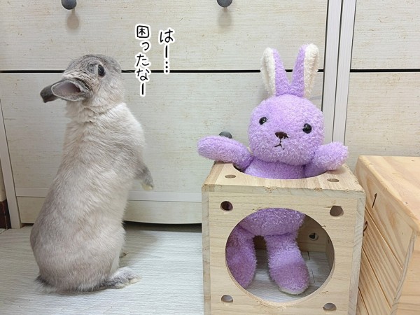 うさぎのルリ(5/11追記) : ブンチョ日誌 Powered by ライブドアブログ