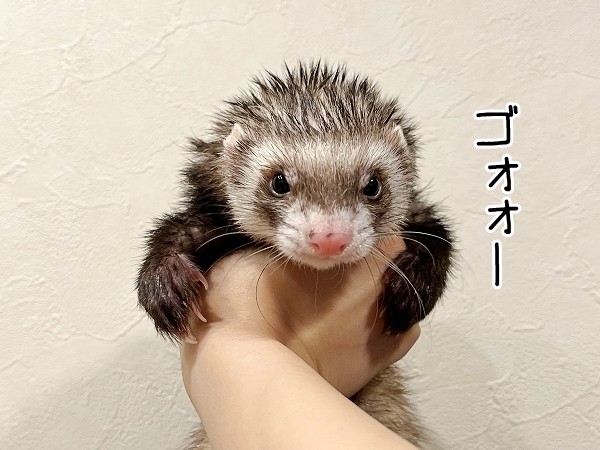 今日のヒメちゃん 3 10追記 ブンチョ日誌 Powered By ライブドアブログ