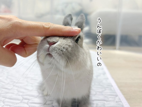 うさぎのルリ(6/25追記) : ブンチョ日誌 Powered by ライブドアブログ