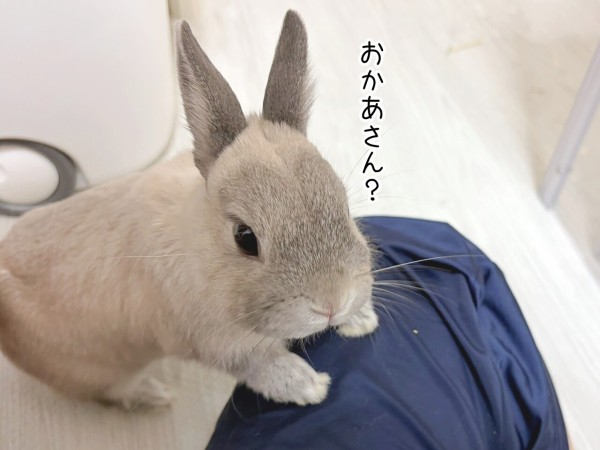 うさぎのルリ(6/27追記) : ブンチョ日誌 Powered by ライブドアブログ