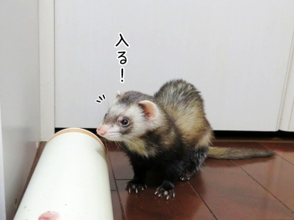 今日のヒメちゃん 11 4追記 ブンチョ日誌 Powered By ライブドアブログ 今日のヒメちゃん 11 4追記 ブンチョ日誌 Powered By ライブドアブログ