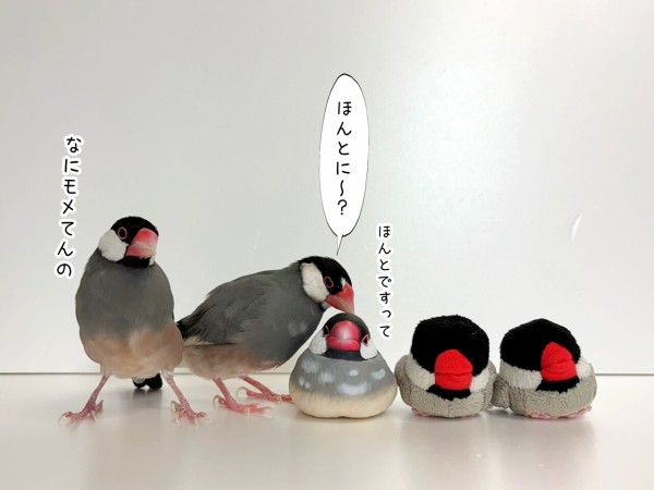 桜文鳥と並文鳥 : ブンチョ日誌 Powered by ライブドアブログ