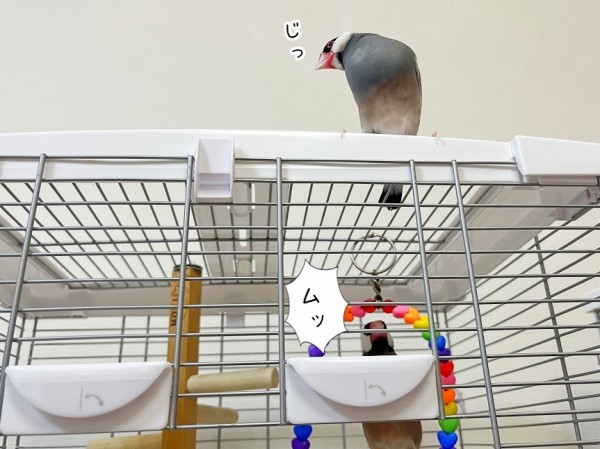 小首をかしげる文鳥 : ブンチョ日誌 Powered by ライブドアブログ