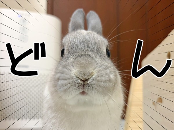 うさぎのルリ(4/19追記) : ブンチョ日誌 Powered by ライブドアブログ