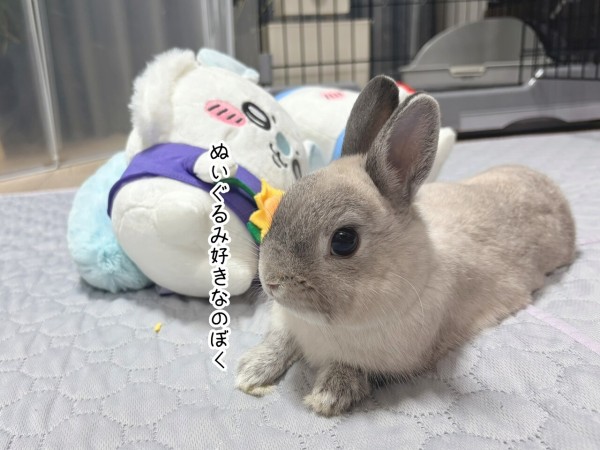 うさぎのルリ(7/26追記) : ブンチョ日誌 Powered by ライブドアブログ