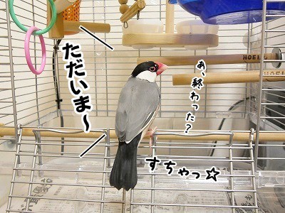 ビジョンの鳥かご、私流の使い方 : ブンチョ日誌 Powered by ライブドアブログ