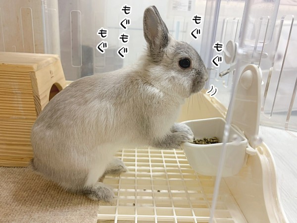 うさぎのルリ(6/11追記) : ブンチョ日誌 Powered by ライブドアブログ