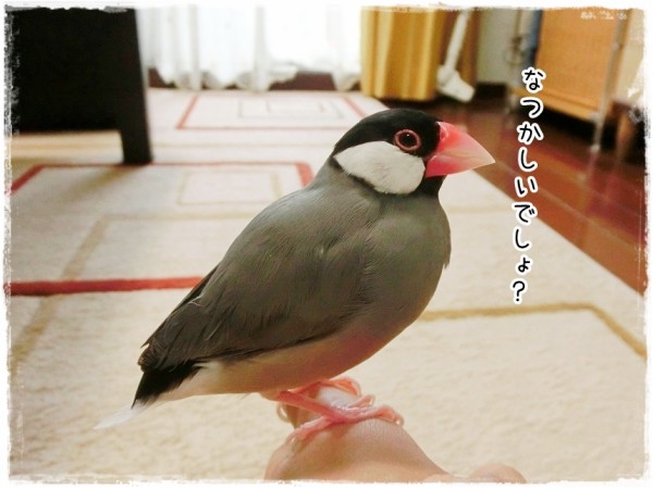 昔懐かしの〇〇〇文鳥 : ブンチョ日誌 Powered by ライブドアブログ