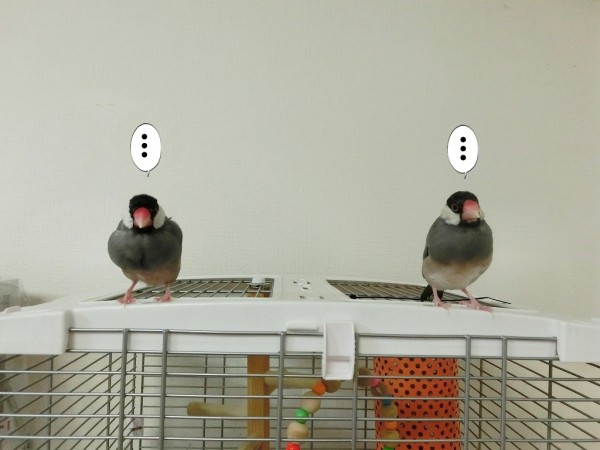 3羽の近況報告 : ブンチョ日誌 Powered by ライブドアブログ