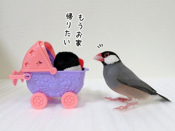 白文鳥の家族 白文鳥の家族 白文鳥さんの家族 - motomoto | minne