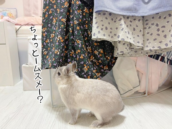 うさぎのルリ(6/26追記) : ブンチョ日誌 Powered by ライブドアブログ