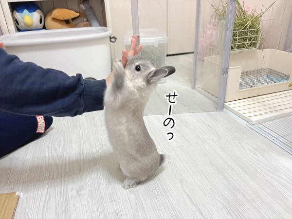 うさぎのルリ(4/2追記) : ブンチョ日誌 Powered by ライブドアブログ