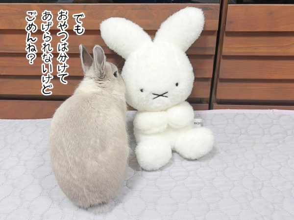 うさぎのルリ(6/13追記) : ブンチョ日誌 Powered by ライブドアブログ