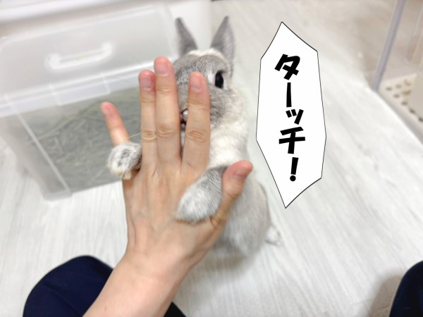 うさぎのルリ(4/14追記) : ブンチョ日誌 Powered by ライブドアブログ
