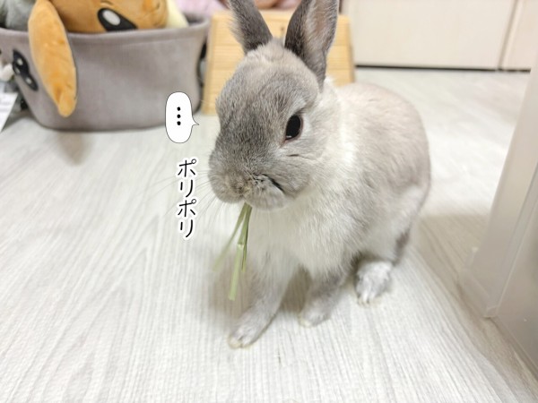 うさぎのルリ(1/23追記) : ブンチョ日誌 Powered by ライブドアブログ