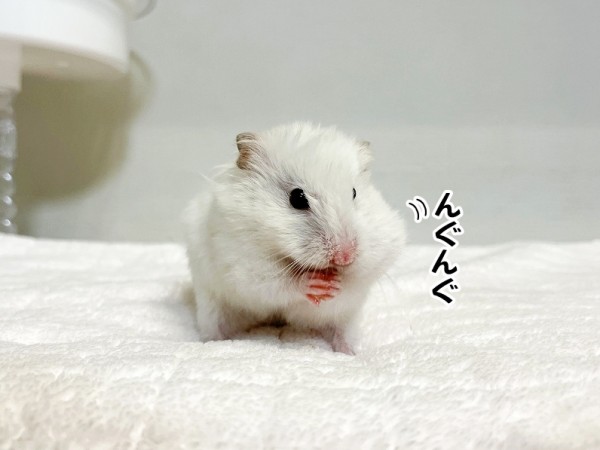 今日のミント 7 28追記 ブンチョ日誌 Powered By ライブドアブログ