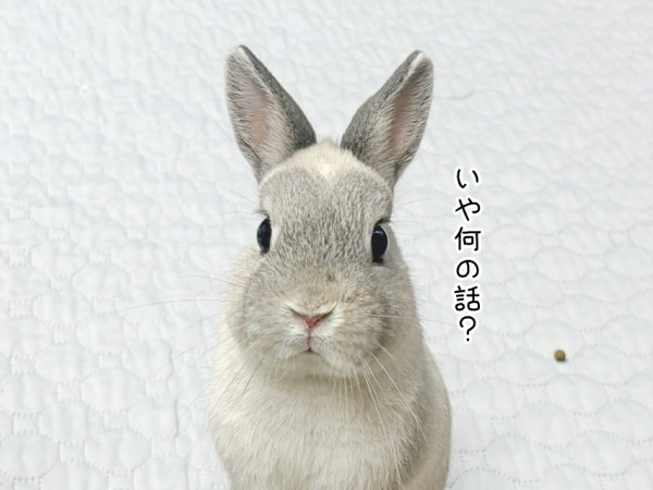 うさぎのルリ(6/23追記) : ブンチョ日誌 Powered by ライブドアブログ