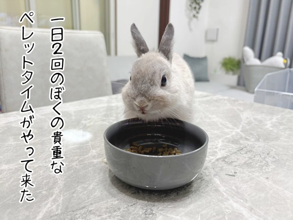 うさぎのルリ(11/30追記) : ブンチョ日誌 Powered by ライブドアブログ