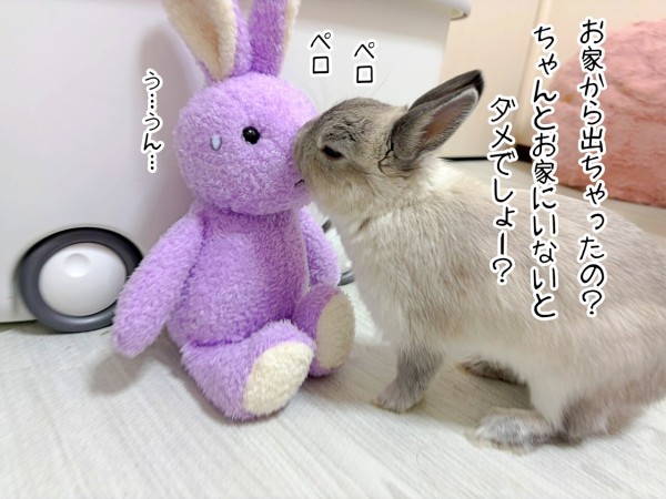 うさぎのルリ(4/20追記) : ブンチョ日誌 Powered by ライブドアブログ