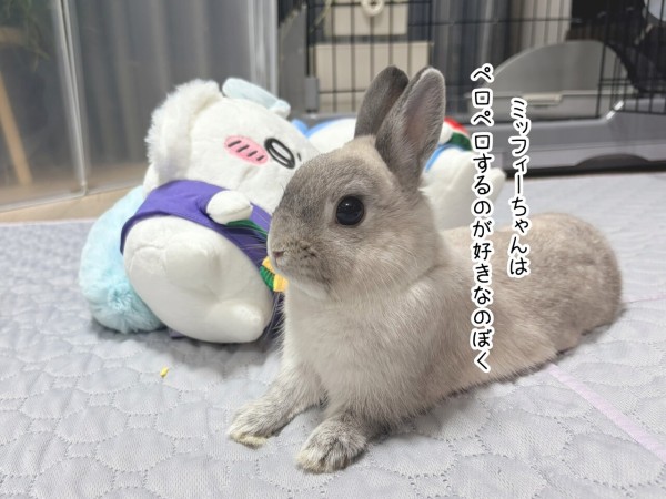 うさぎのルリ(7/26追記) : ブンチョ日誌 Powered by ライブドアブログ