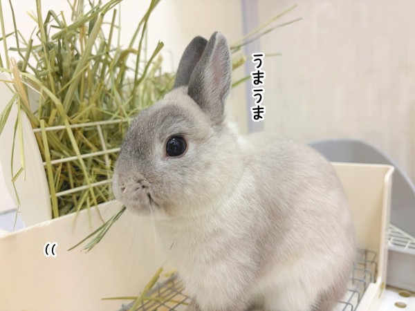 うさぎのルリ(7/25追記) : ブンチョ日誌 Powered by ライブドアブログ