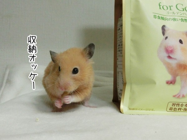 ハムスターさん専用　参考写真 今日のコロンさん（5/14追記） : ブンチョ日誌 Powered by