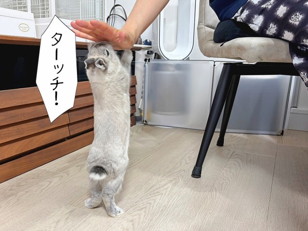 うさぎのルリ(5/8追記) : ブンチョ日誌 Powered by ライブドアブログ